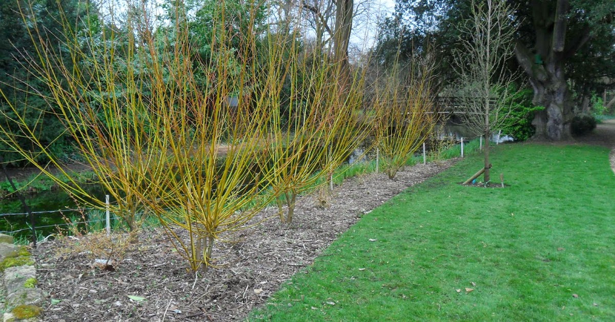 Worcester College Gardeners 20092018 Coppicing Willow