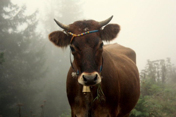 lazoba lazcada inek adlari