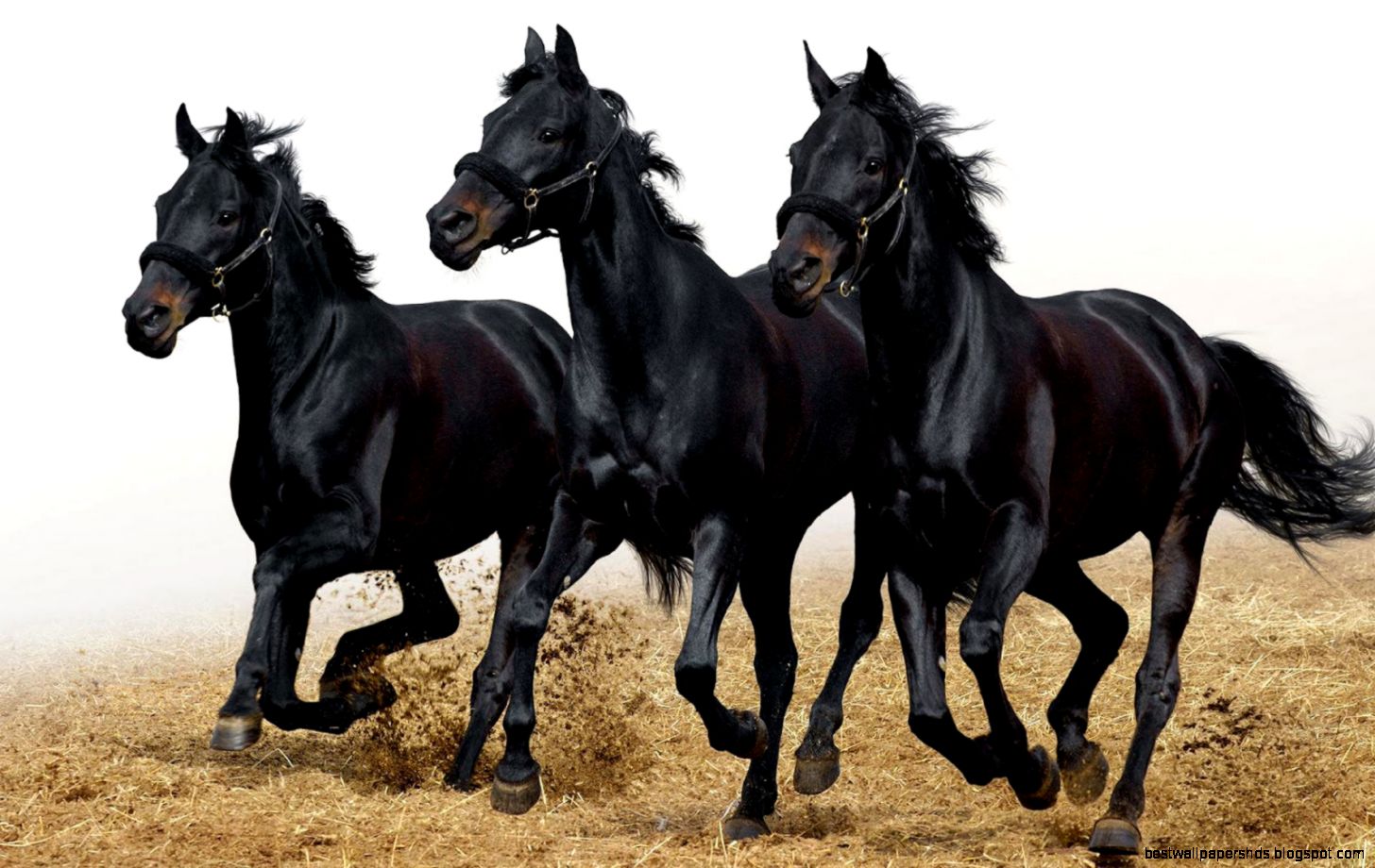 Running Horses Wallpaper Widescreen 4TDpm Wallove Running Horses Wallpaper Widescreen 4TDpm Wallove