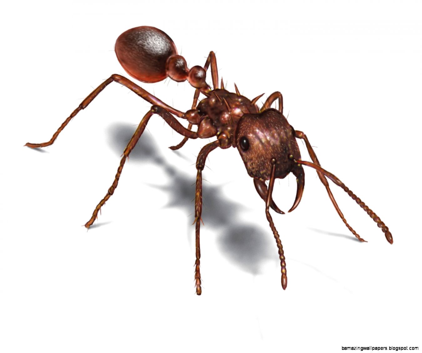 Leafcutter Ant Facts amp Control Get Rid of Leafcutter Ants Leafcutter Ant Facts amp Control Get Rid of Leafcutter Ants