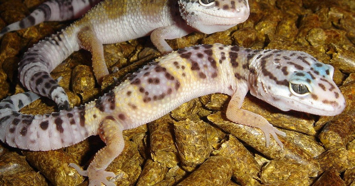 Reptiles Rawr! Leopard geckos
