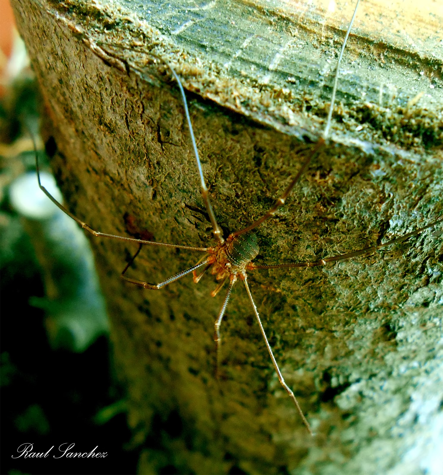 Naturaleza Viva : Opiliones ,Arañas - ( Murgaños o Segadores )