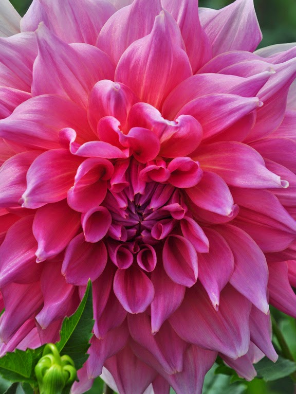 Three Dogs in a Garden Part 2 The Dinner Plates Dahlias