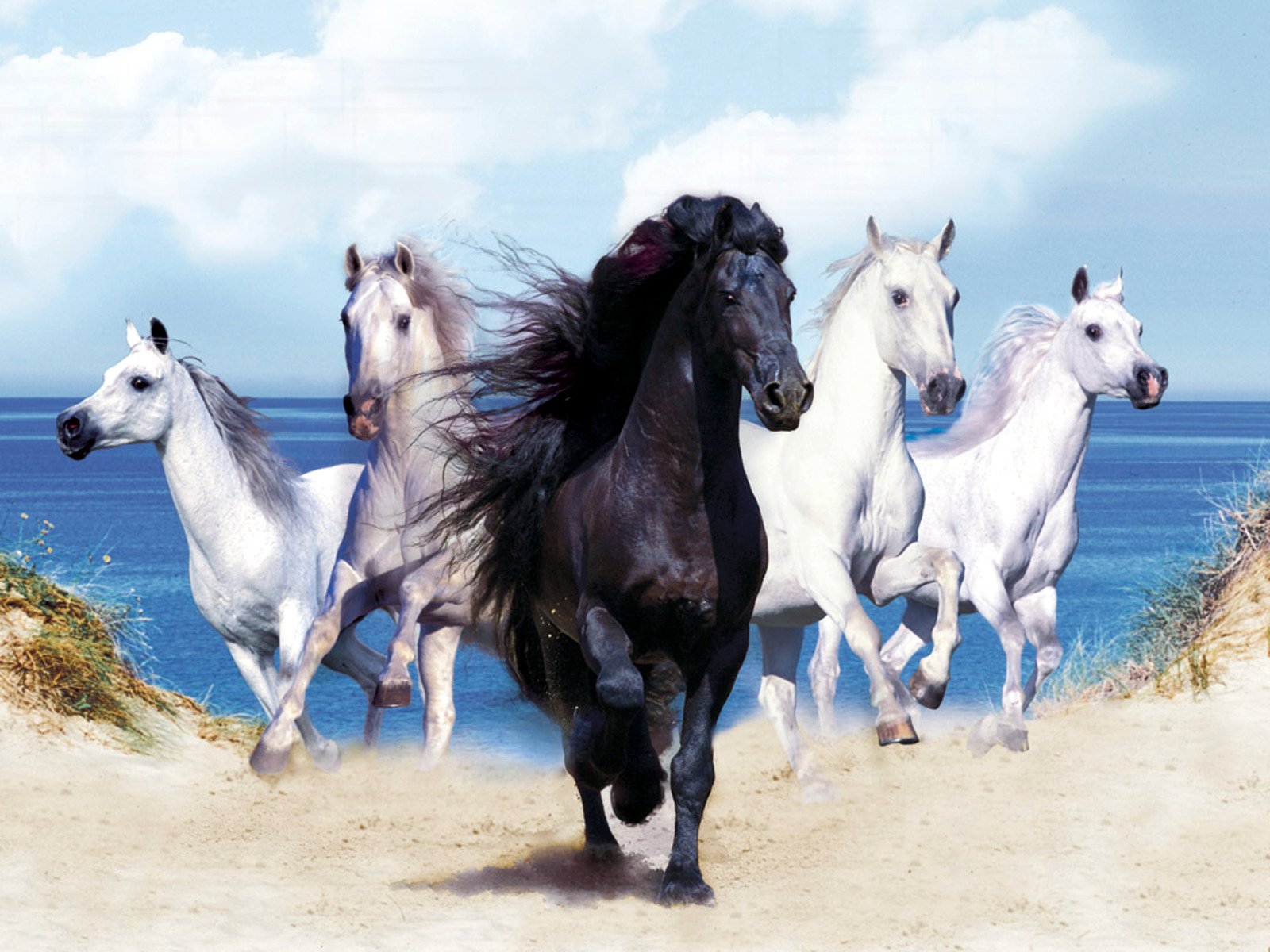 4_white+horses_1_black_horse_wallpaper_hd.jpg