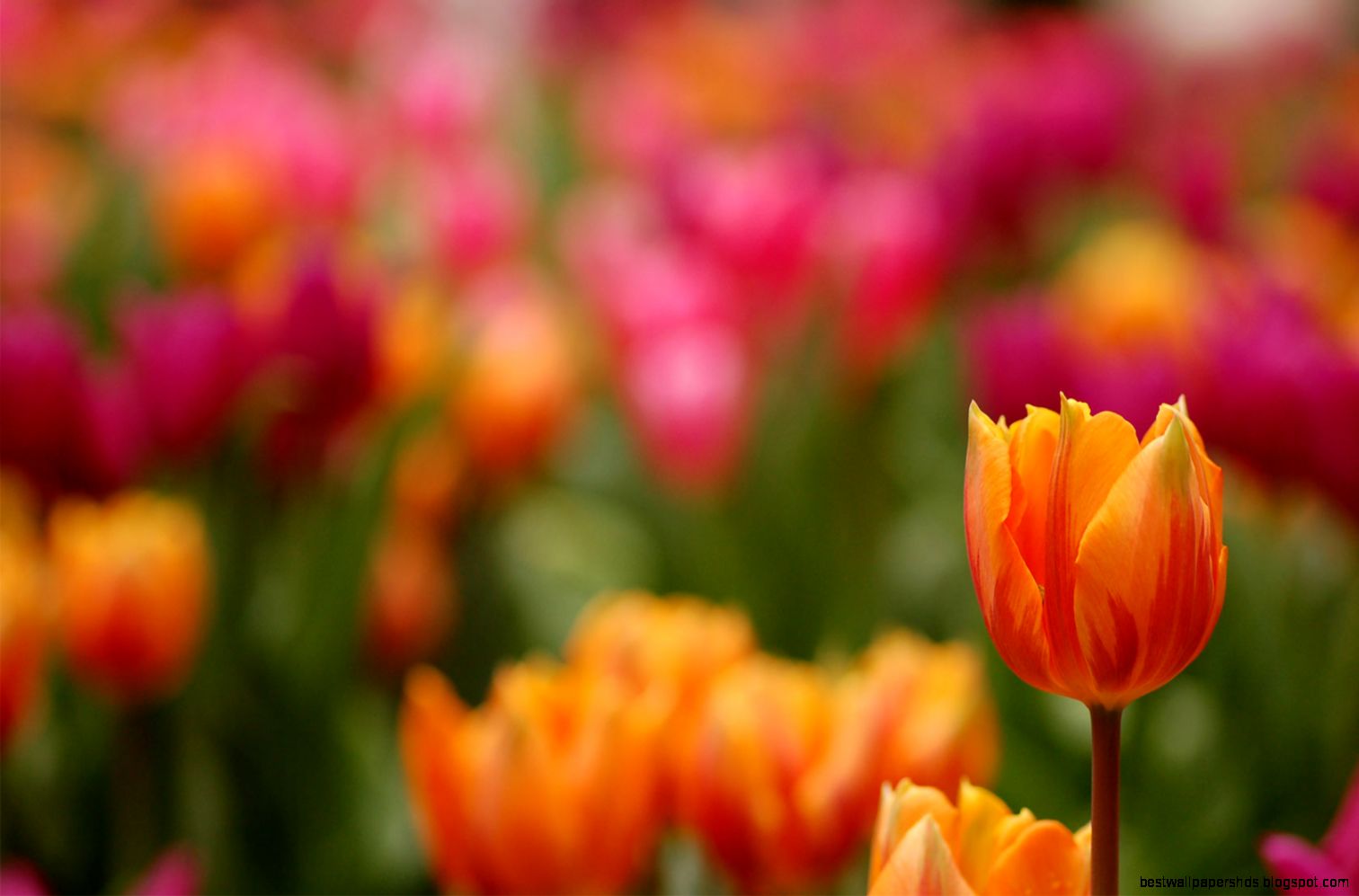 tulip wallpapers 7 HD Wallpaper Flowers Wallpapers tulip wallpapers 7 HD Wallpaper Flowers Wallpapers
