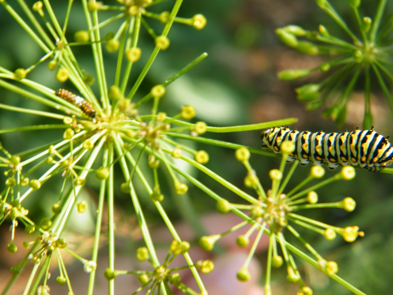 Home of a Feral Biologist Parsley Worms Eating All My Dill