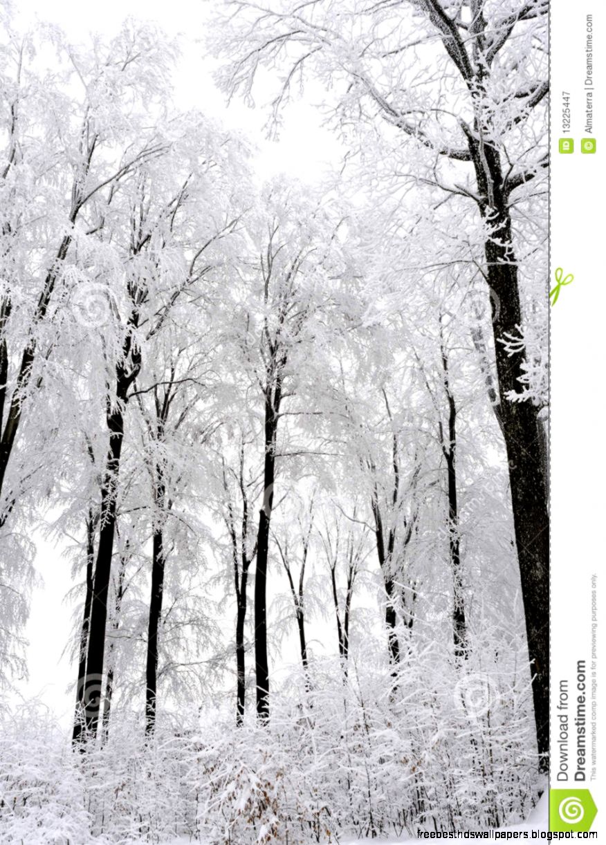 White Trees In Winter Season Royalty Free Stock Photography White Trees In Winter Season Royalty Free Stock Photography