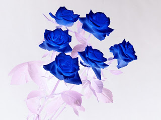 Real Blue Roses For Sale Real Blue Roses For Sale