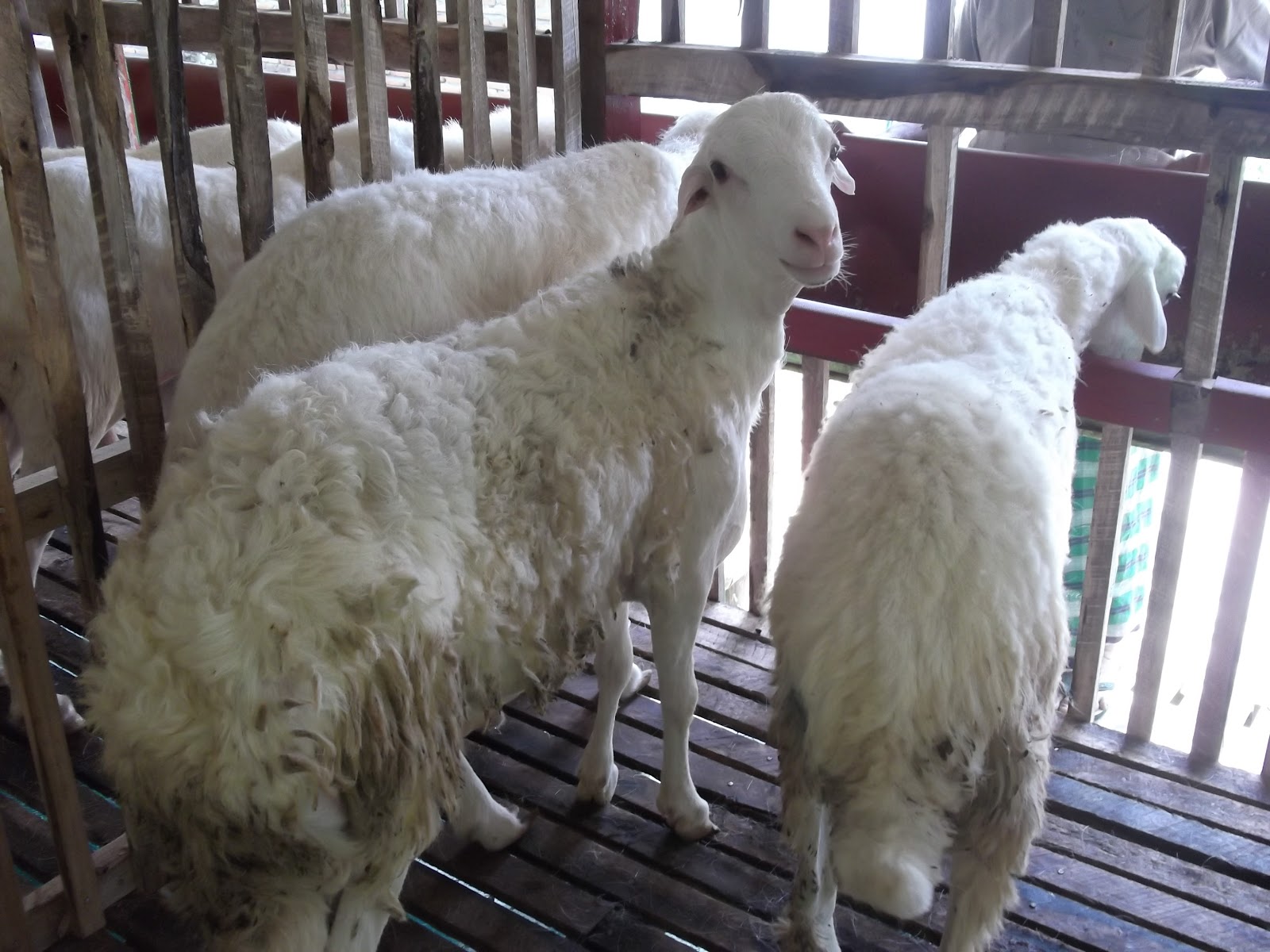 gambar domba sok lucu