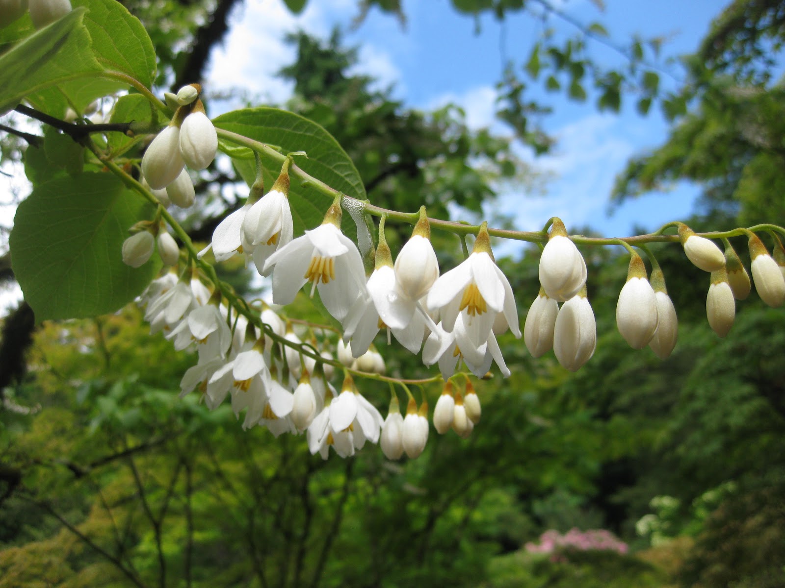 Seattle Japanese Garden Community Blog June 2013