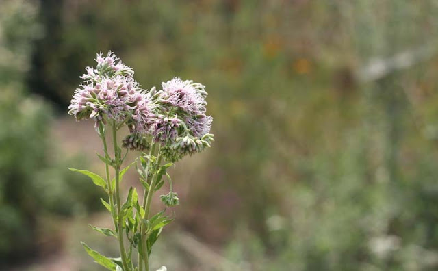 Joe-Pye Weed Flowers