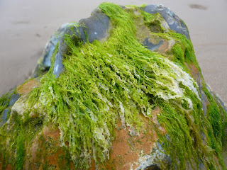 Lime green seaweed