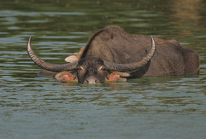 Endangered Species Wild Water Buffalo