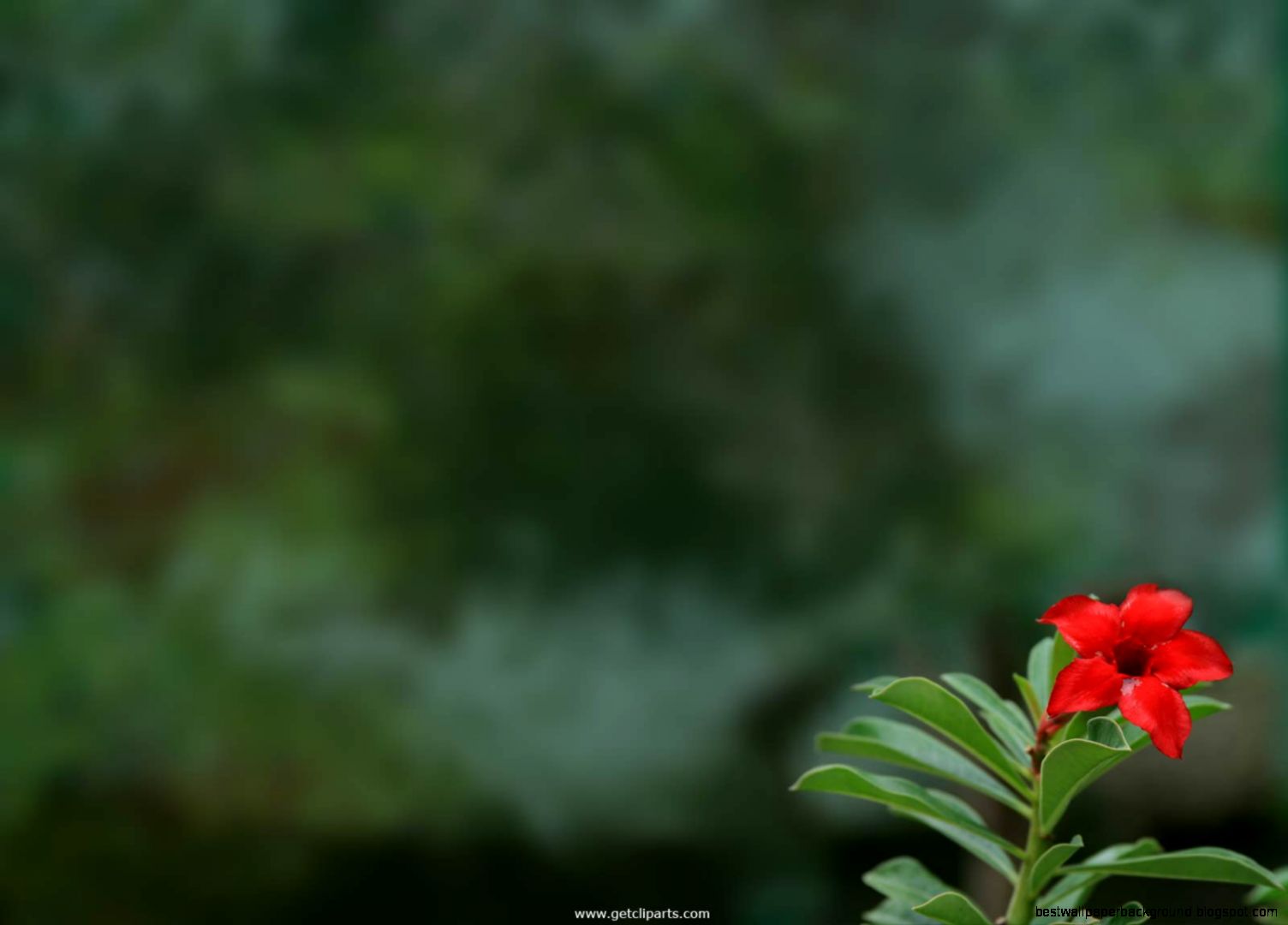 Amazing Nature Background Images Free Amazing Nature Background Images Free