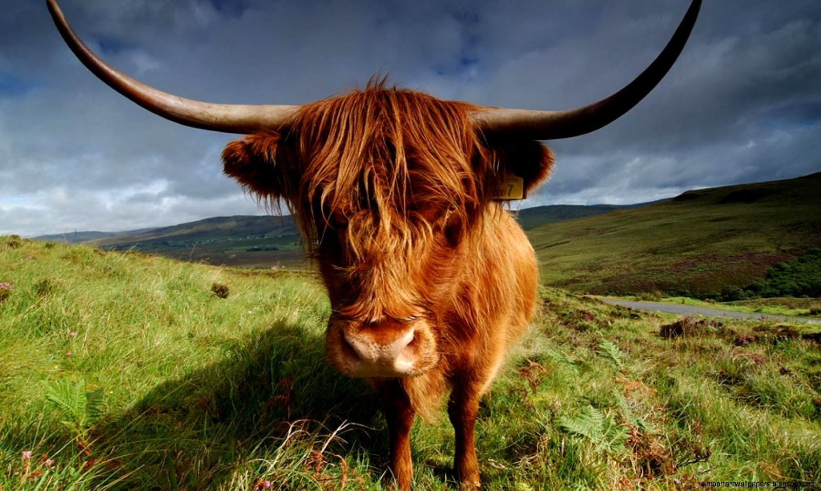 Cool Desktop Backgrounds Cows Cool Desktop Backgrounds Cows