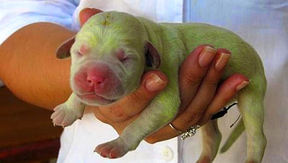  ¿Más raro que un perro verde? Dos Perro+verde+de+labrador+nacido+en+brasil+3