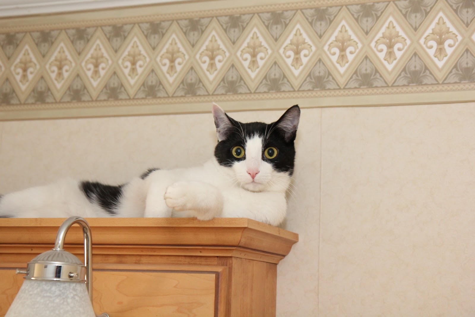 Cat relaxing on top of the medicine cabinet