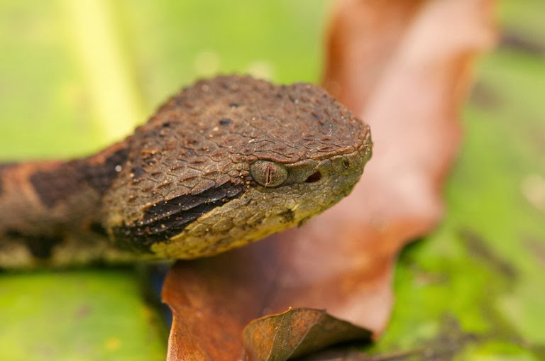 Parnassus Americano METLAPILCOATL (MANO DE METATE)