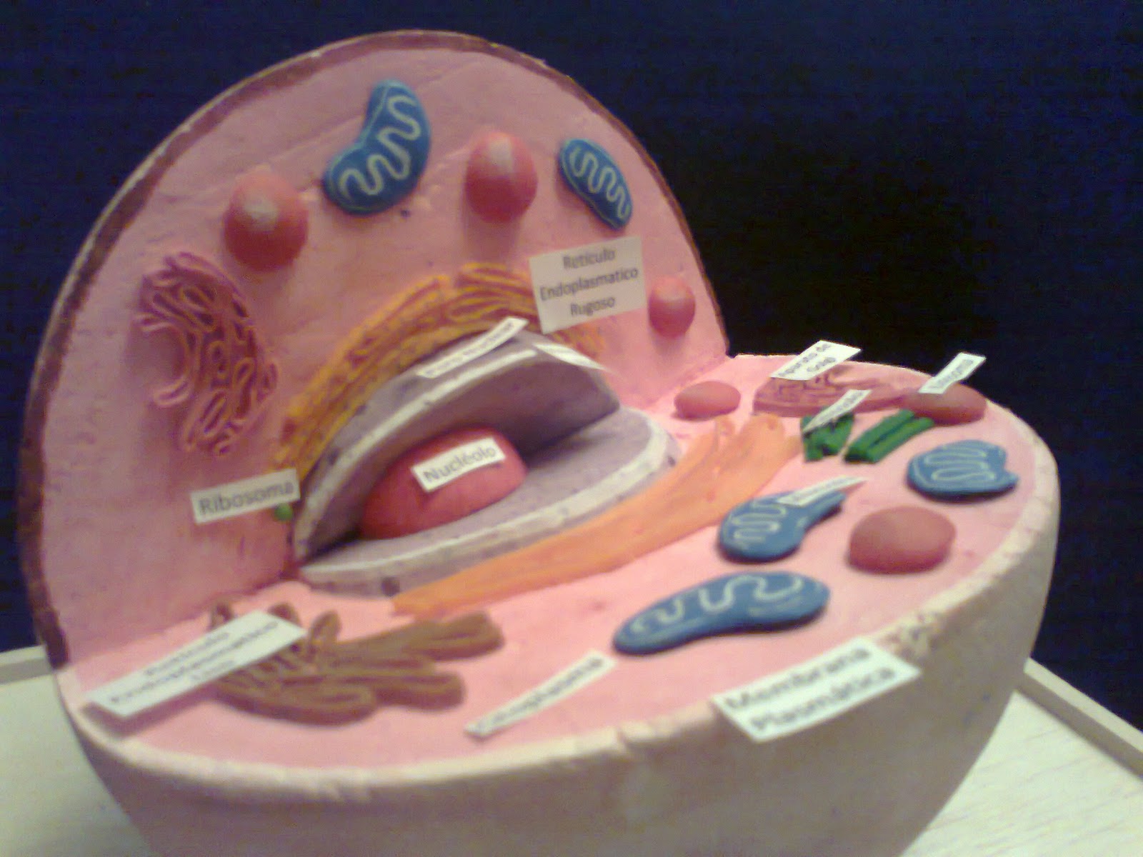 Maquetas y arte: CELULA ANIMAL