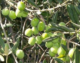 olive cultivation program for punjab