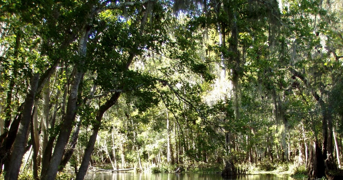 Wekiva River Trip Overview