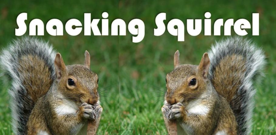 Snacking Squirrel