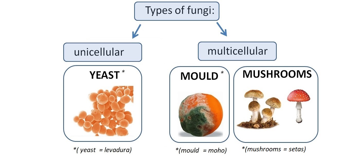 Clase de 5º Andrés Segovia UNIT 1 Fungi Kingdom