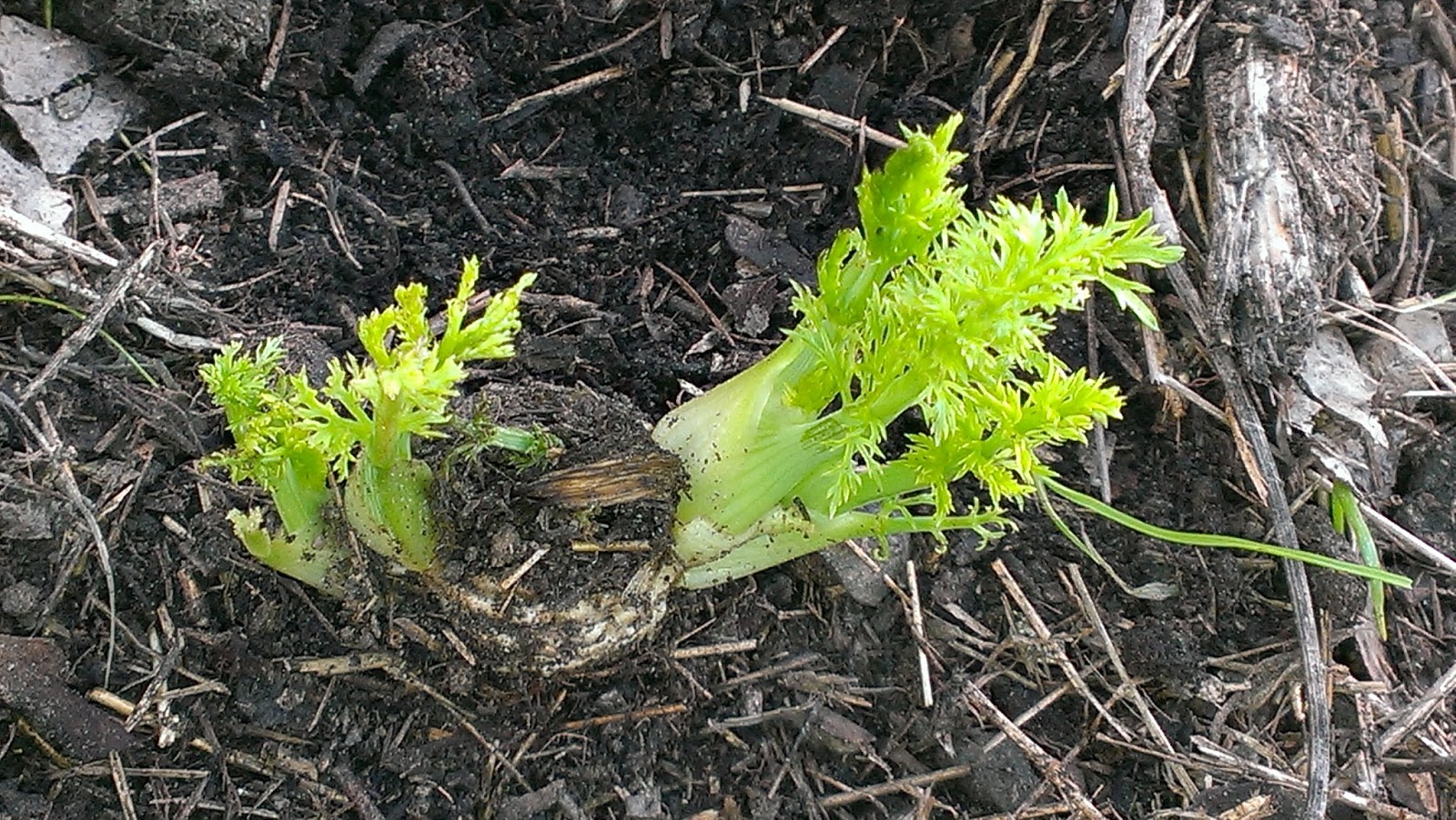 Glut a year in my patch Saturday Spotlight Florence fennel