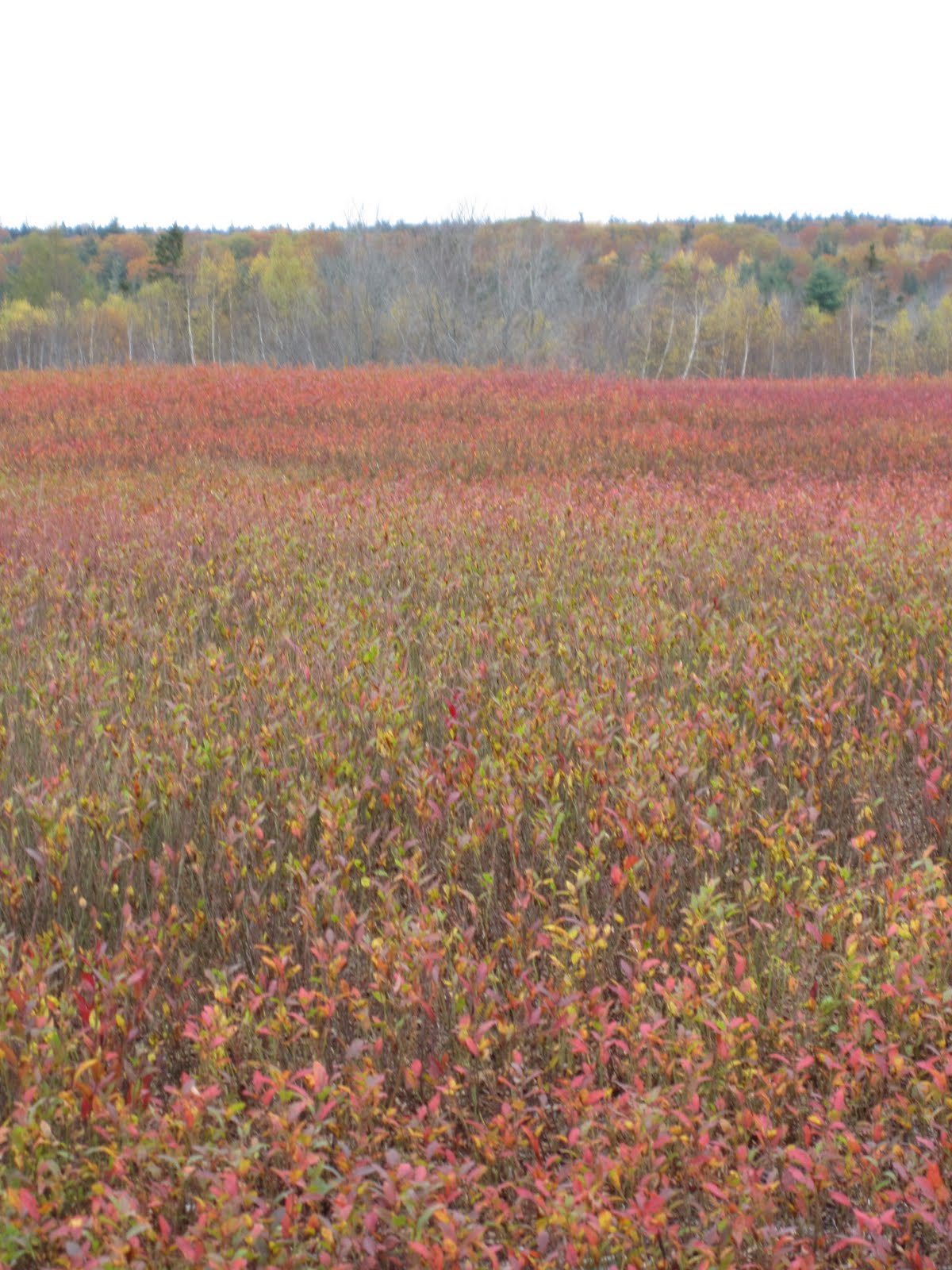 Local in Somerville Wyman's Blueberries