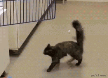 funny-cat-gifs-169-04.gif