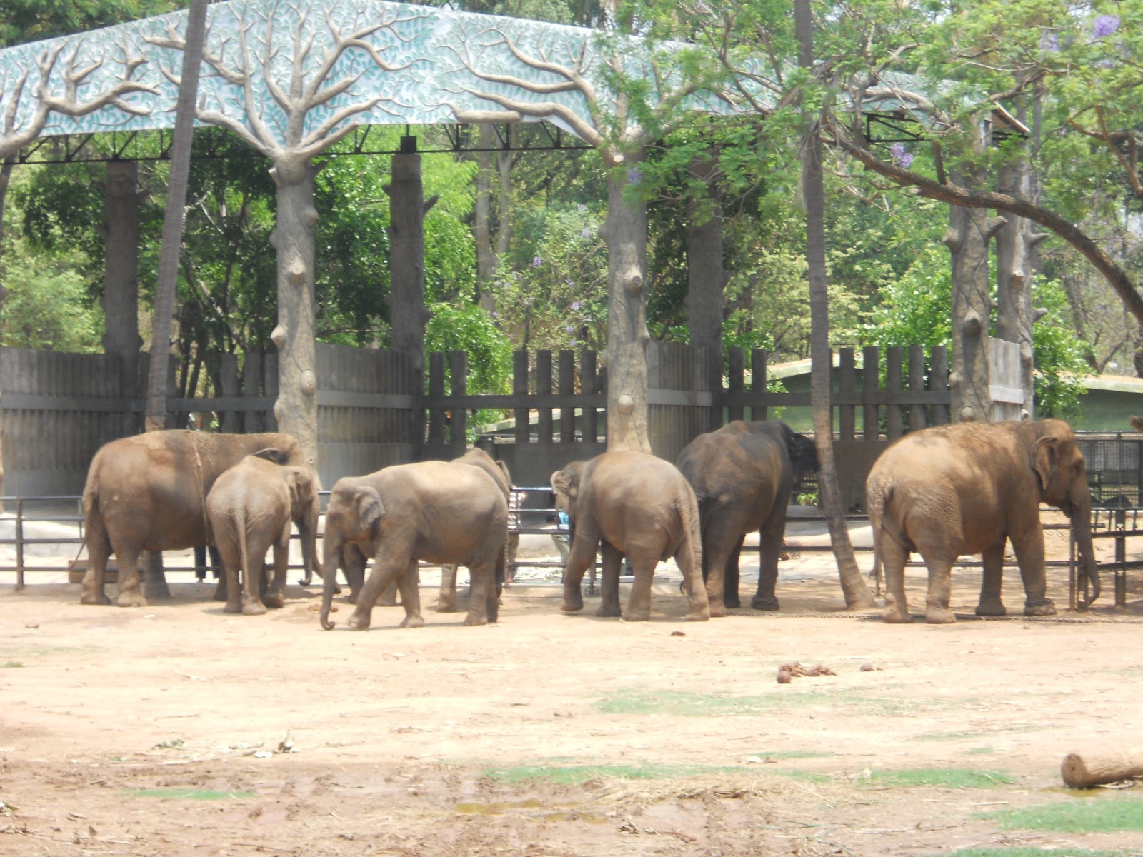 Around The World Mysore Zoo