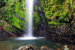 Rainforest of El Yunque, Puerto Rico