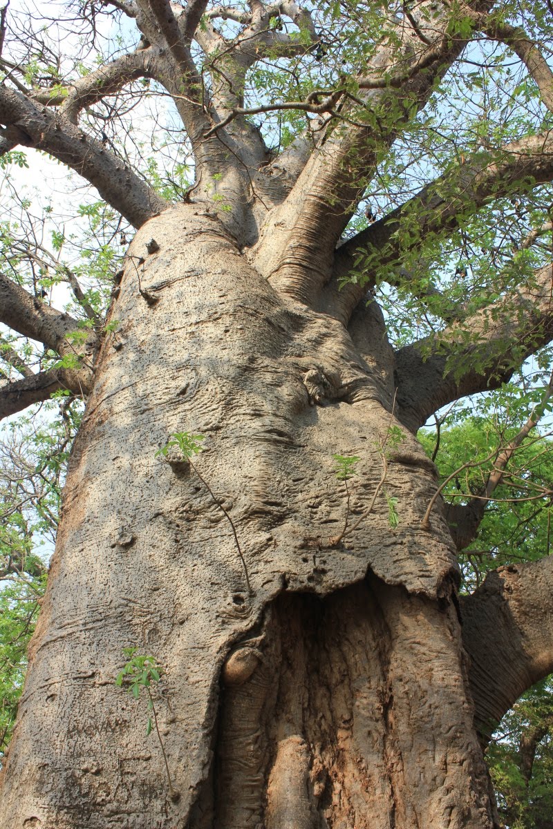 Baobab Tree Photos