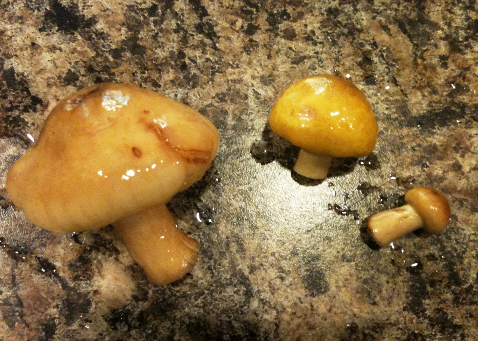 E.L.F. Etcetera Mushrooms on a stump??? What!?