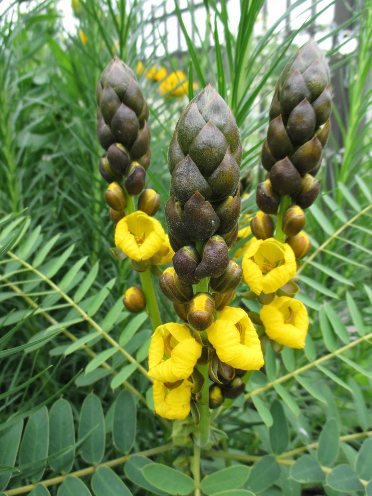 Rotary Botanical Gardens Hort Blog The Scent of Popcorn