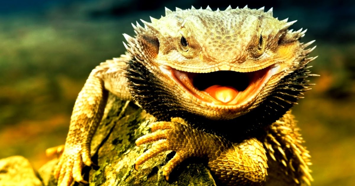 lizard-bearded-dragon-8.jpg