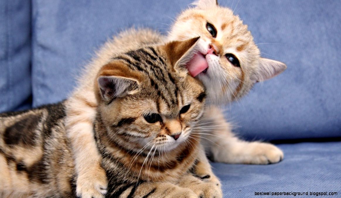 Pictures Of Cats Playing Wallpaper HD Wide Pictures Of Cats Playing Wallpaper HD Wide