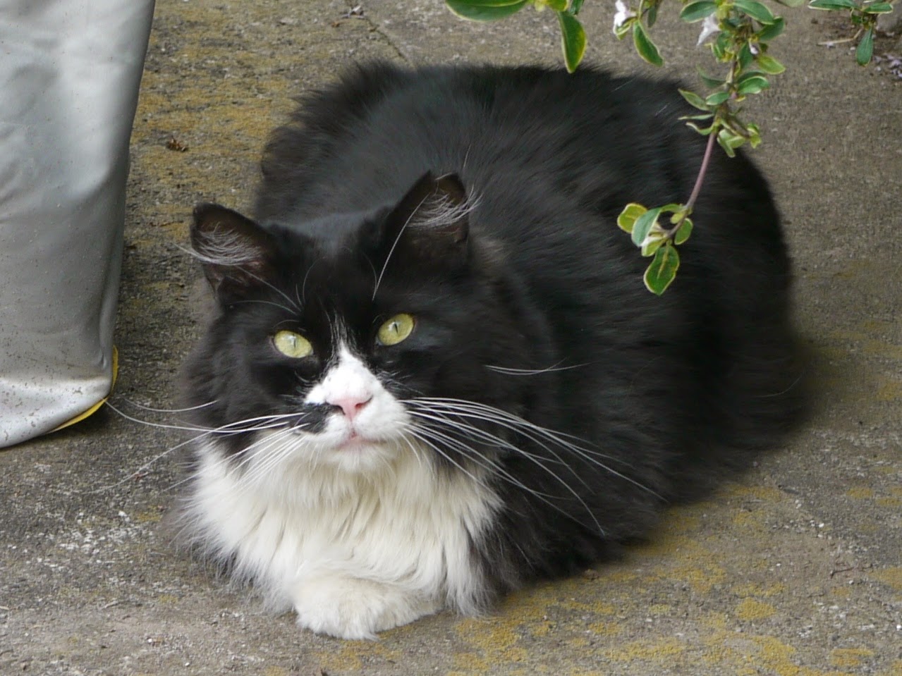 野良猫の記録 長毛ウシ柄猫を激写