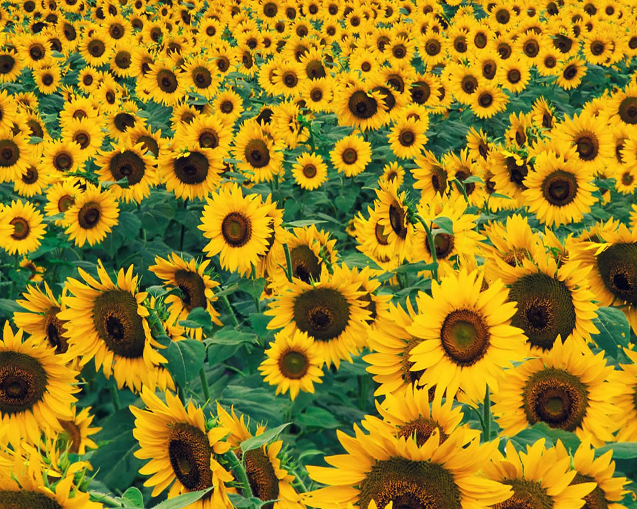 Yellow Flower Wallpaper Yellow Flower Wallpaper