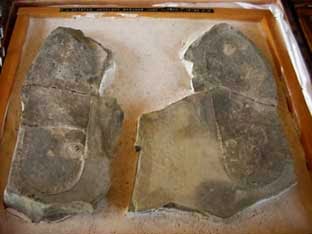 img REYES09 02 Oopart : Huellas de Antelope Spring, una prueba imposible aplasto un artrópodos de 500 millones de años cuando el hombre no existía aún