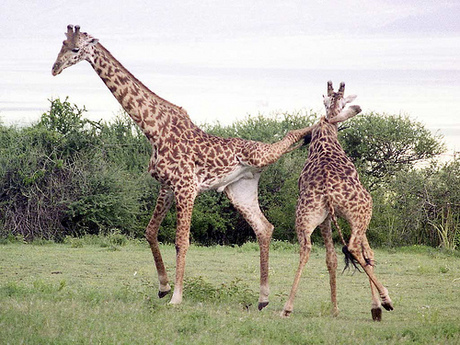 Kicking Giraffe