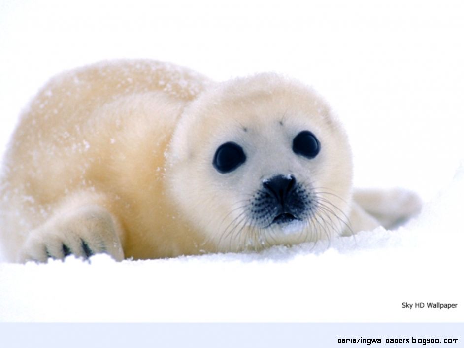 Cute Baby Harp Seal Pup Sky HD Wallpaper Cute Baby Harp Seal Pup Sky HD Wallpaper