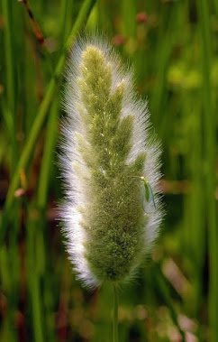 Hare's Foot Grass, Polypogon monspeliensis 8527