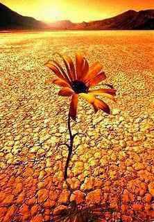  Fermi nella Speranza Desert_flower+%25281%2529