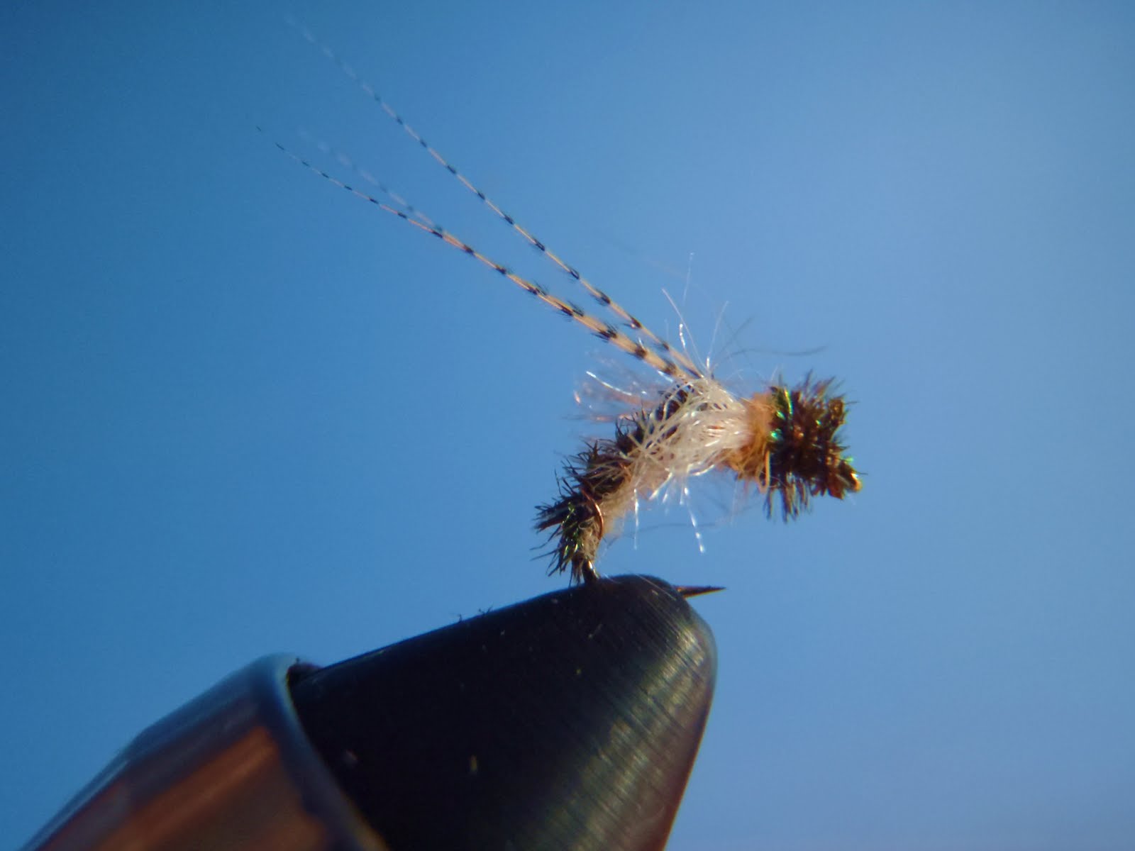All Things Fly Fishing Featured Fly Z Wing Caddis