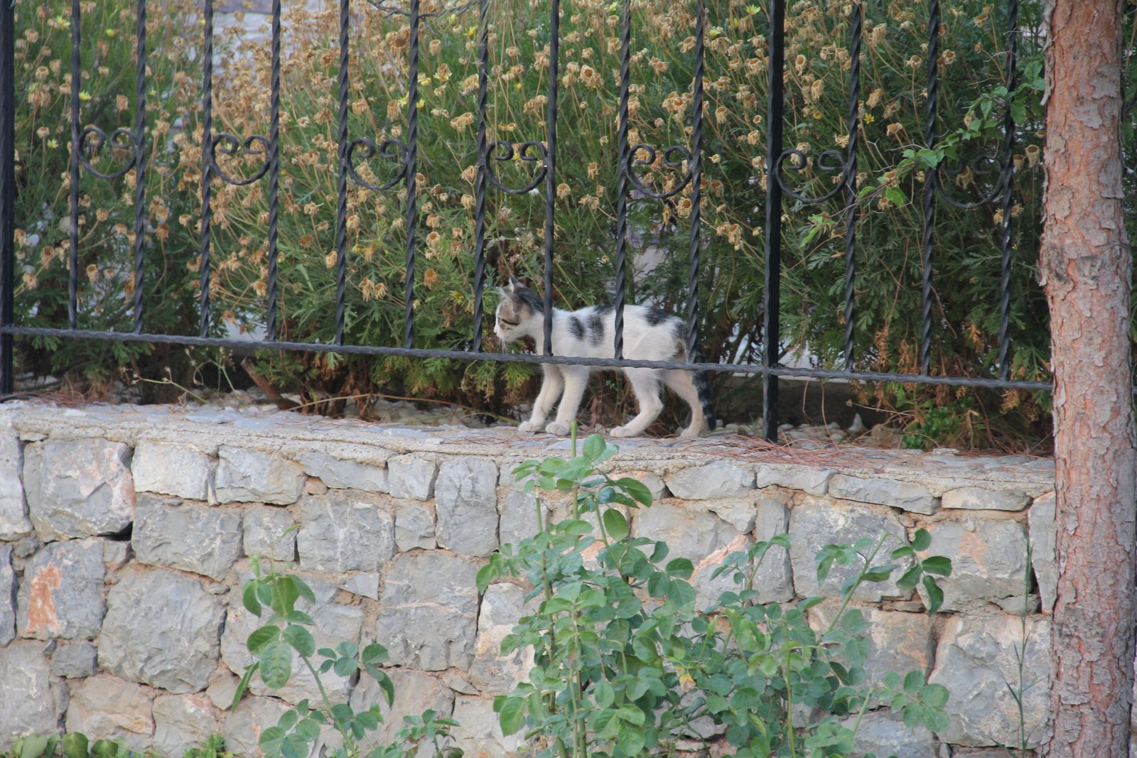 kızlarım&hellip; Bi kedi gördüm sanki