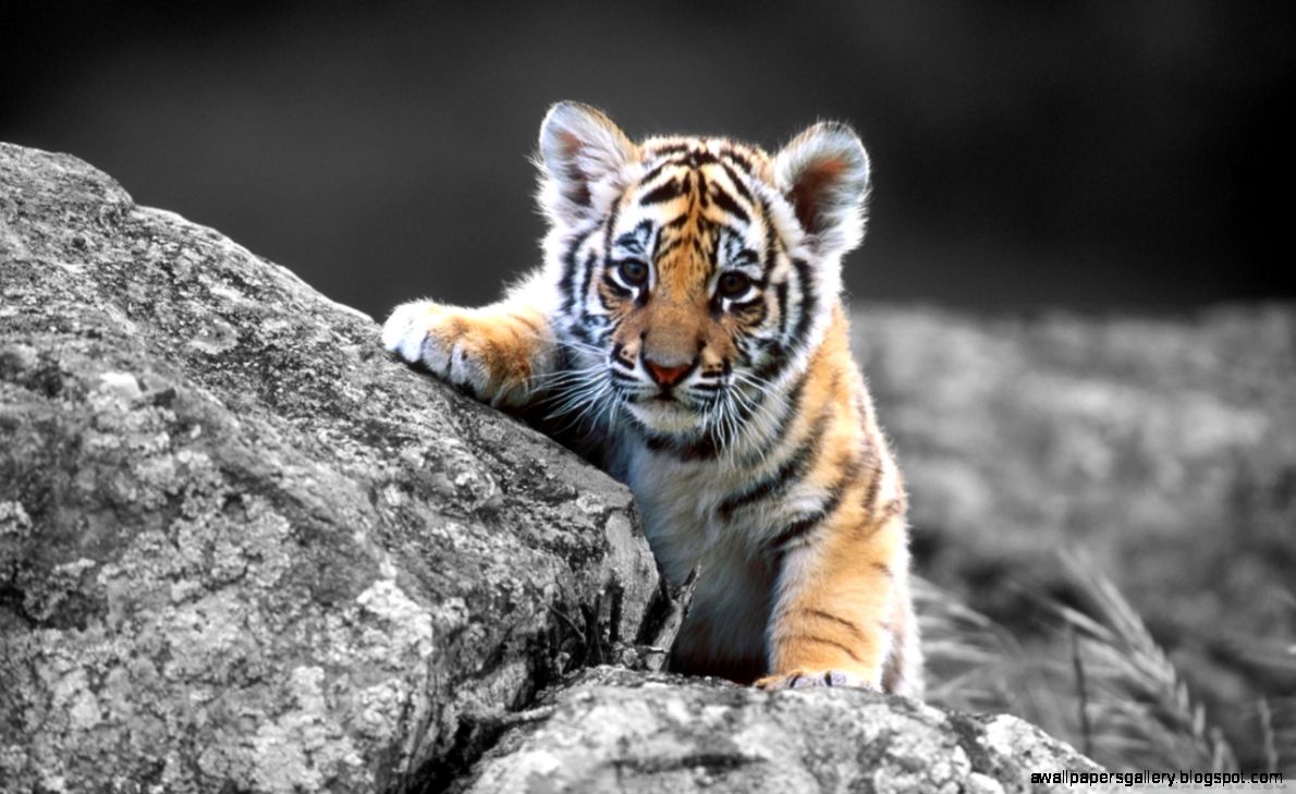 Cute Tiger Cub HD desktop wallpaper High Definition Fullscreen Cute Tiger Cub HD desktop wallpaper High Definition Fullscreen