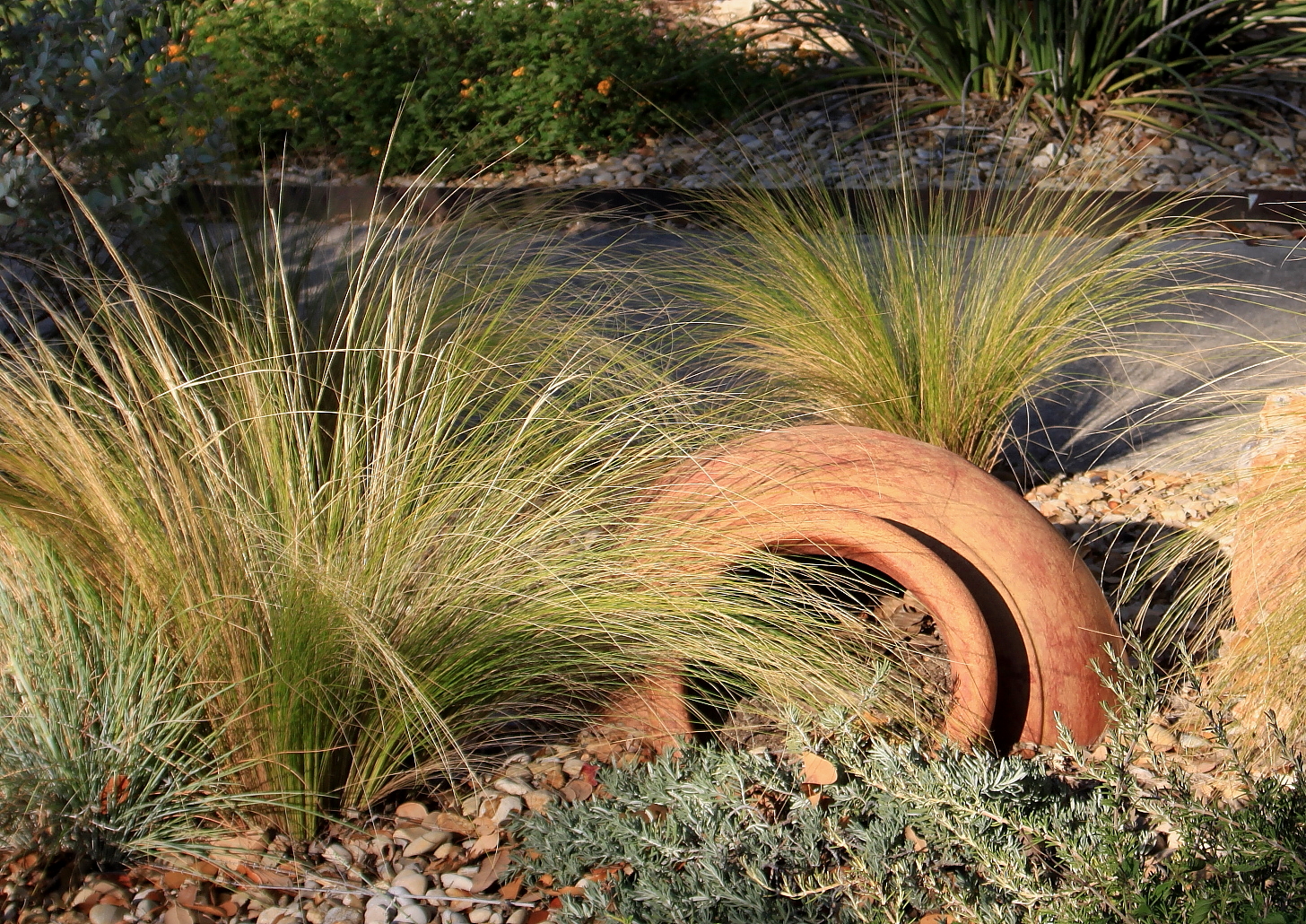 RockOakDeer Plant ABCs N is for Nasella Tenuissima