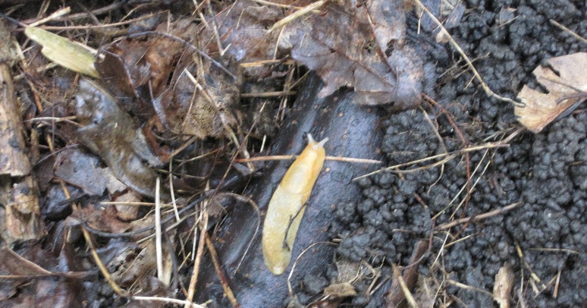 WHS AP Biology 2011: Different Animal Phyla