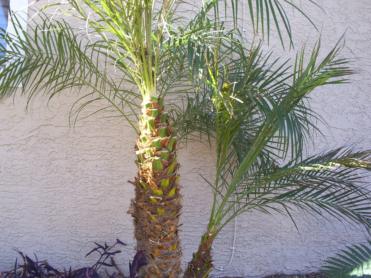Brad's Tropical Paradise Trimming the cold damage off of pygmy date palms